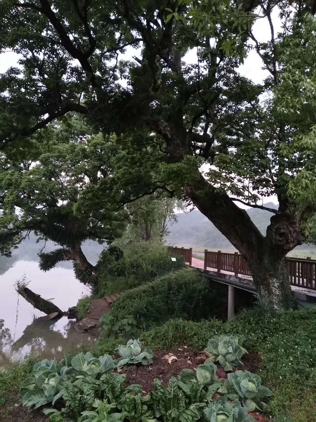 西河古樹